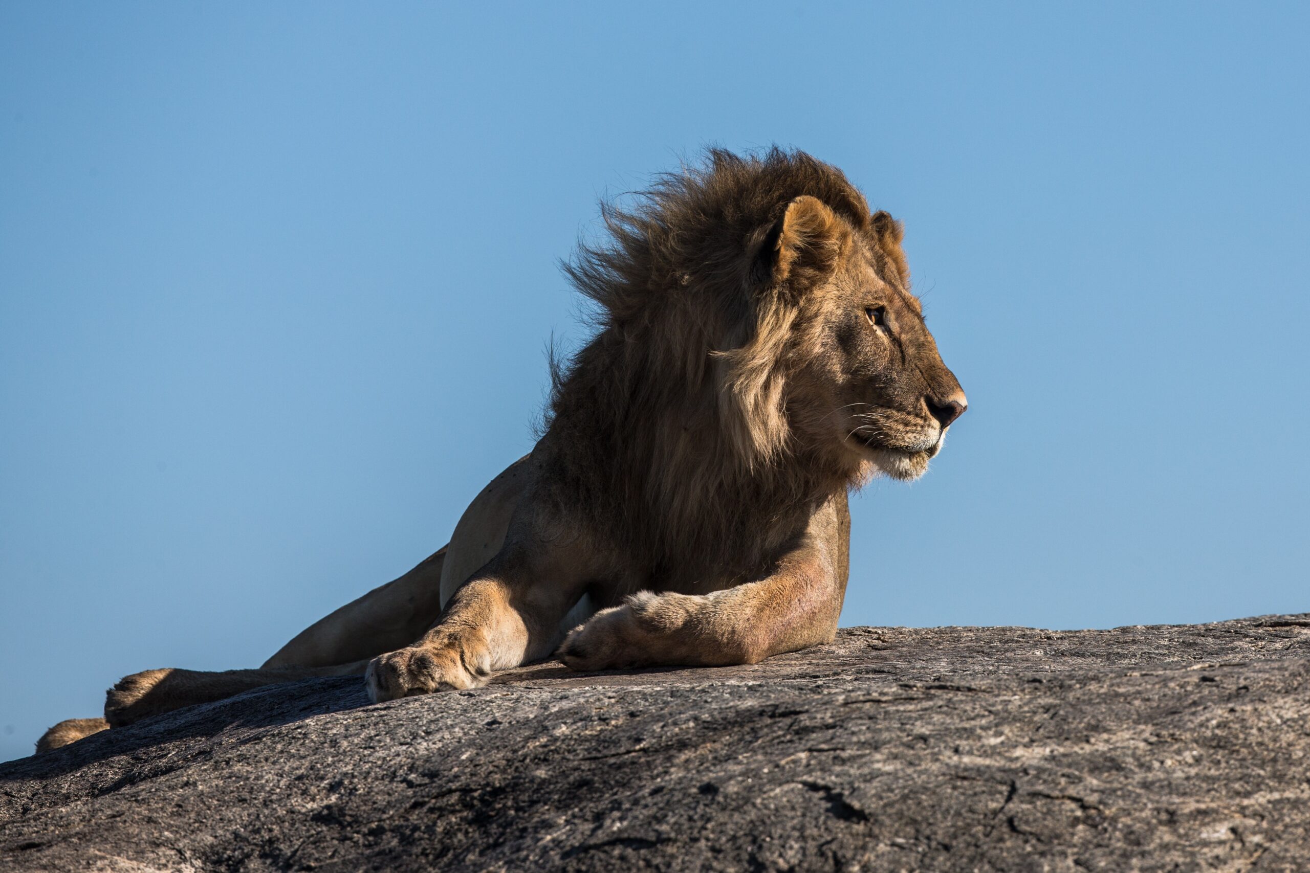 Unleash the Lion Within: Embrace Your Strength, Courage, and Purpose